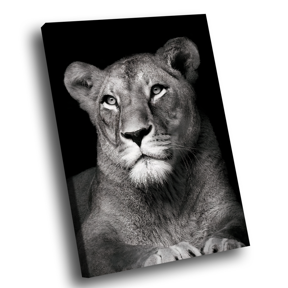 Quadro Leoa no Preto