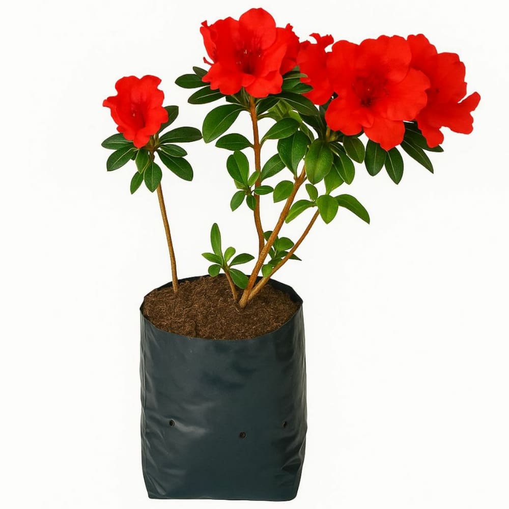 Saco Para Mudas Sacola Saquinho Cultivo De Plantas 7x15cm