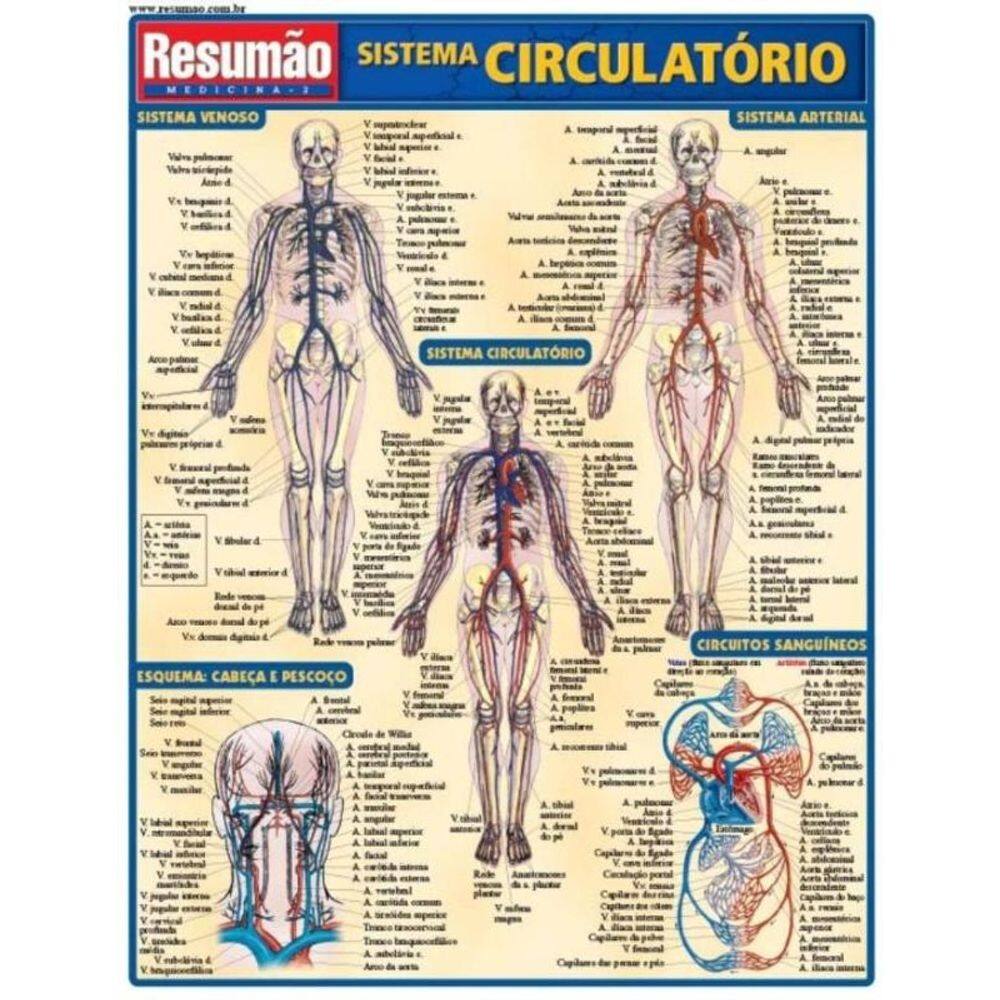 Sistema Circulatorio