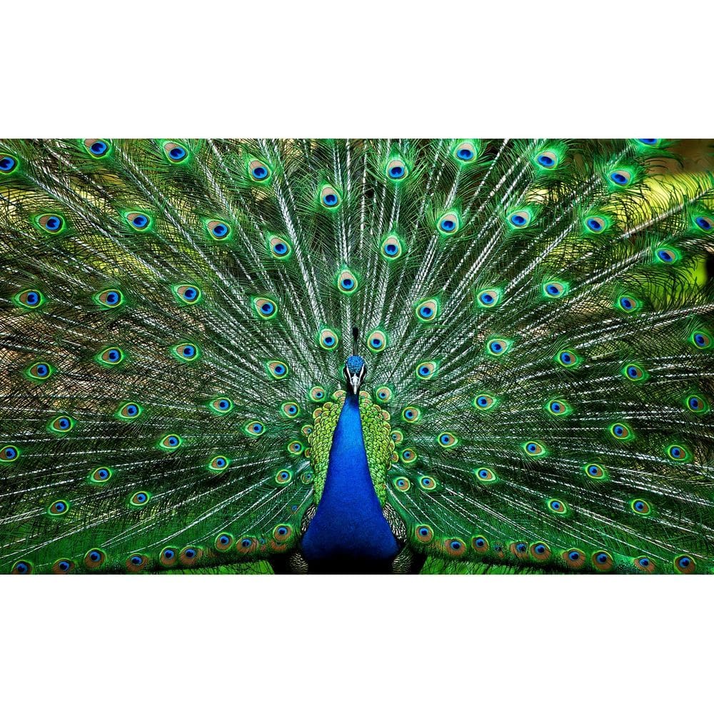 Quebra-cabeça Toynk Peacock Plume Wild Zoo Animal 1000 peças