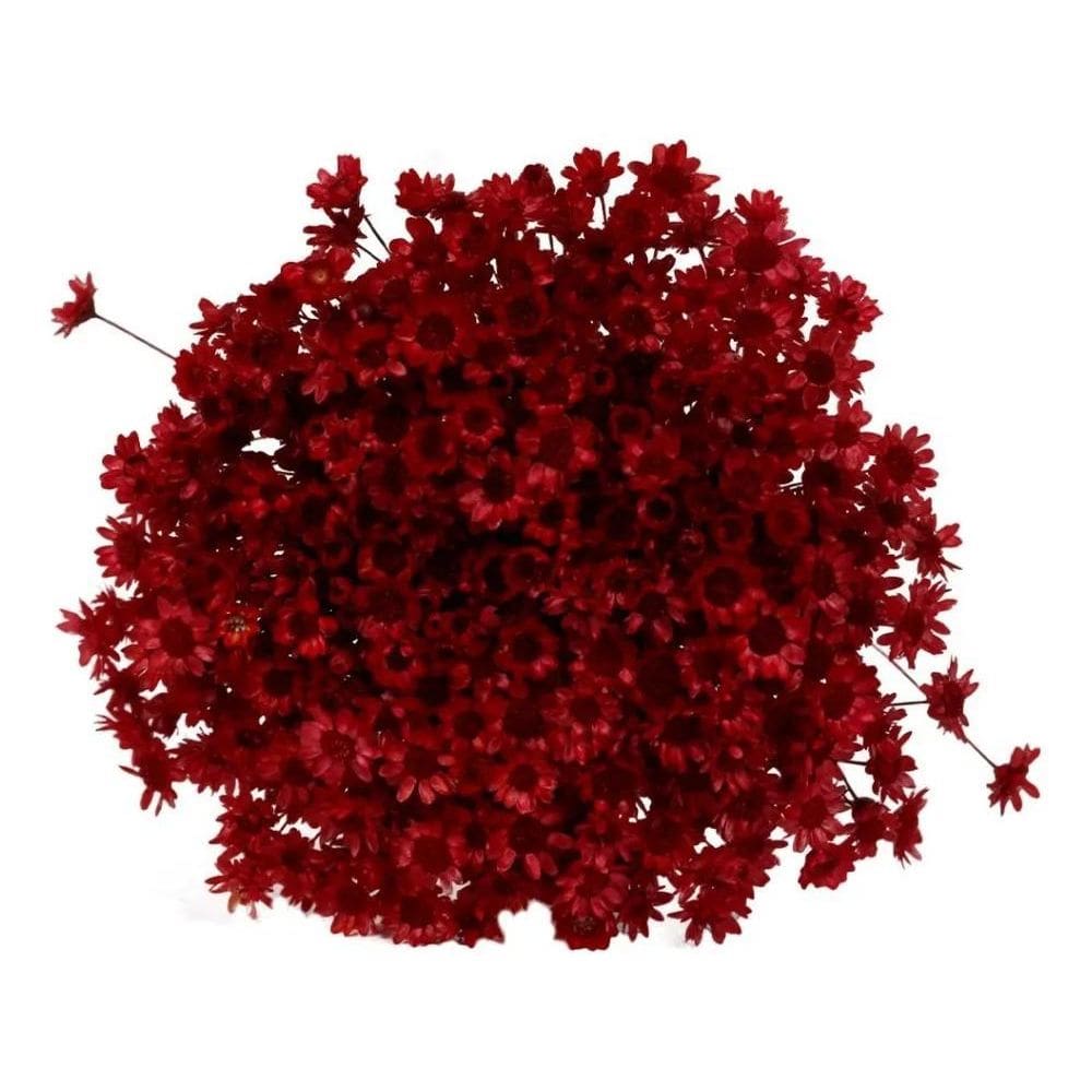 2X Flor Desidratada Sempre Viva C/600Un Marsala Decoração Fe