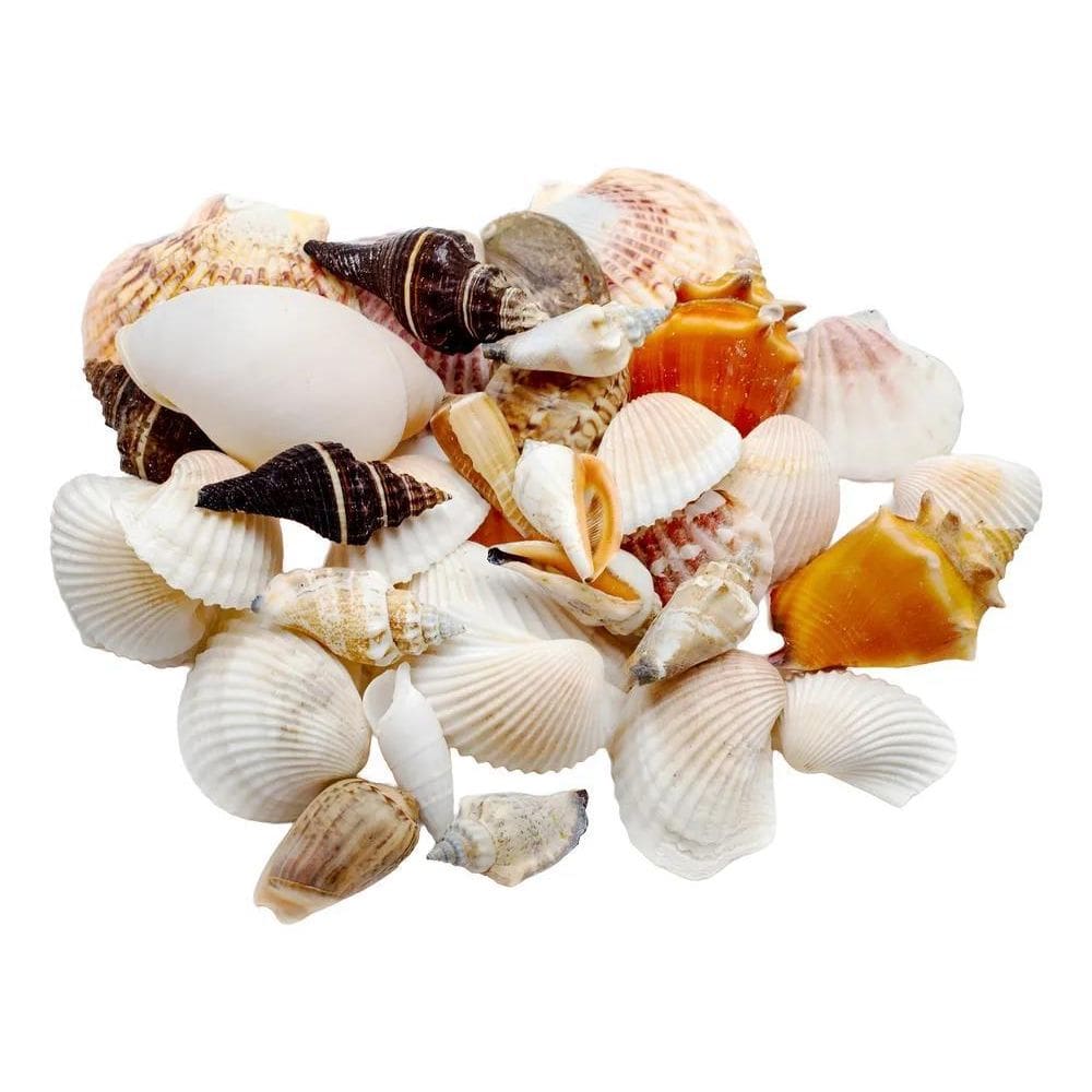 Conchas Marinhas Naturais Diversas Mar Mix Decorativas 360G