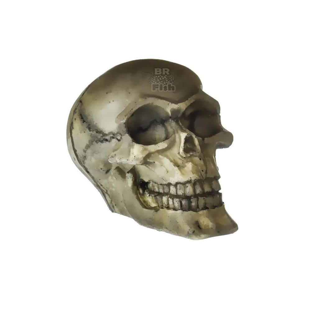 Caveira Resinada Grande Decoração Nomoypet Répteis Ns-102