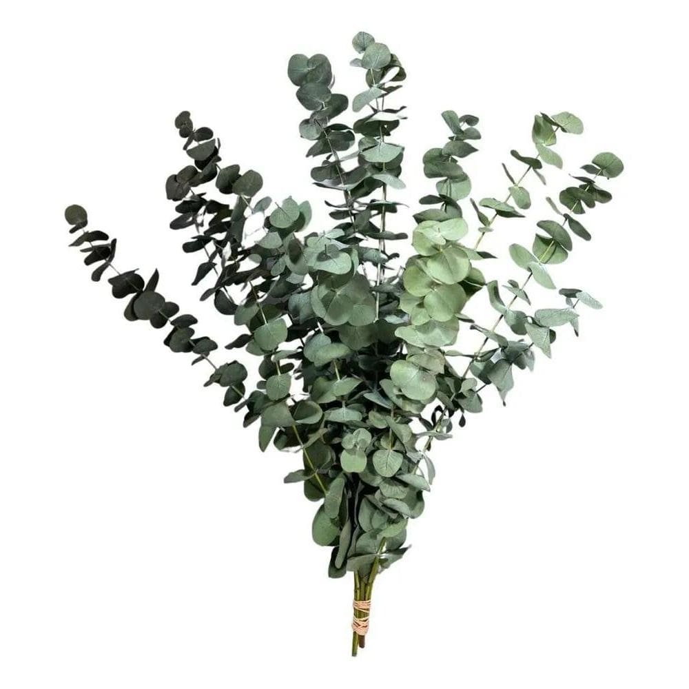 Buquê De Eucalipto Desidratado Natural Decoração Casamento