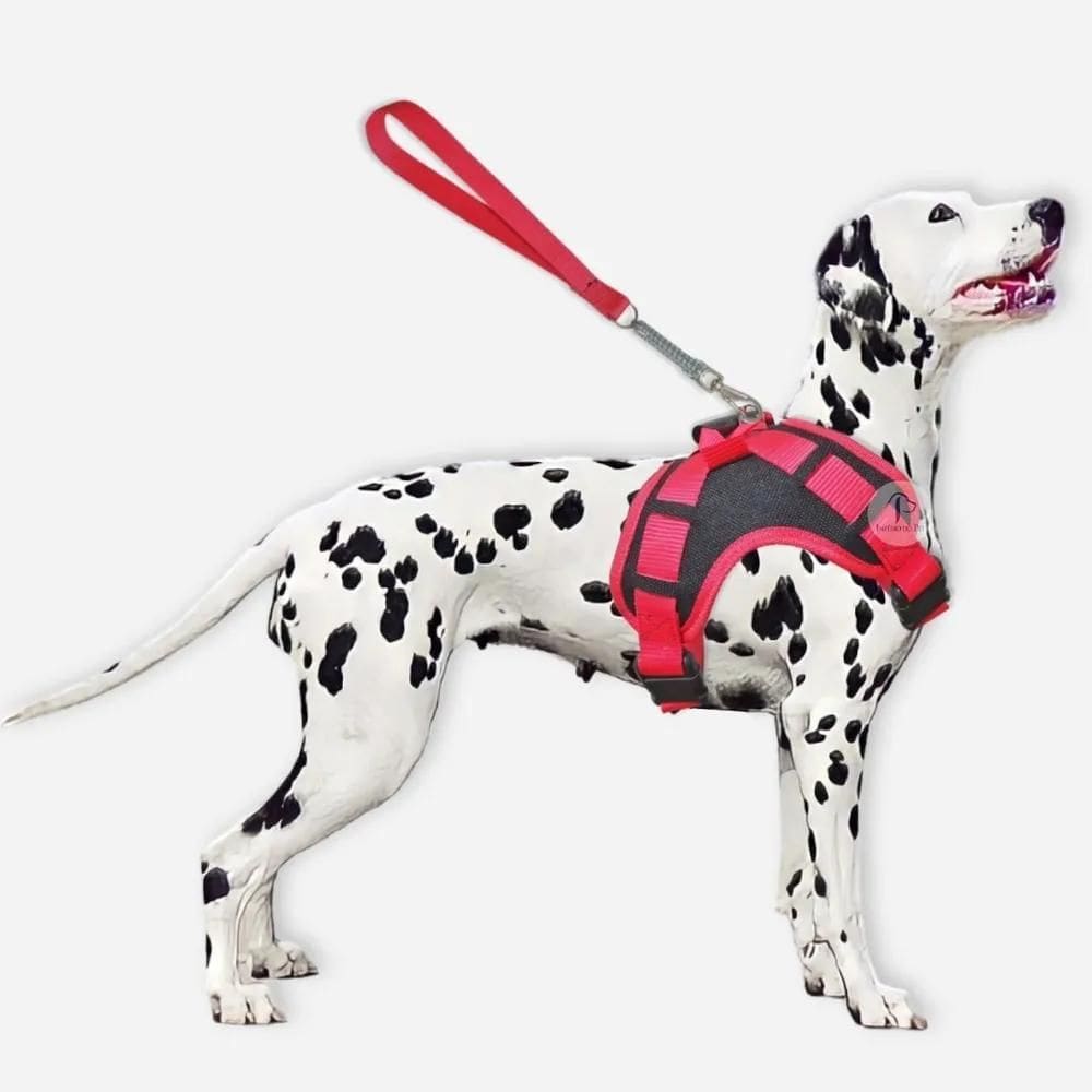 2X Coleira Para Cachorros Peitoral Com Alça Stillo Pit Bull