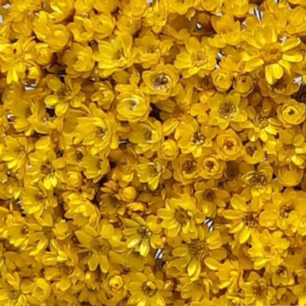 250 Flores  Sempre Vivas - Coloridas