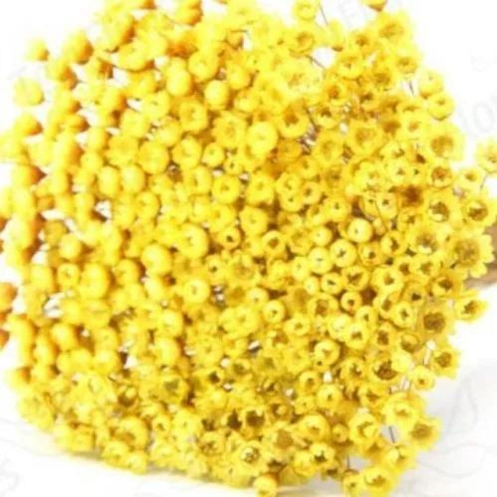 3X 600 Sempre Viva Florzinha Amarelo I Flores Desidratadas