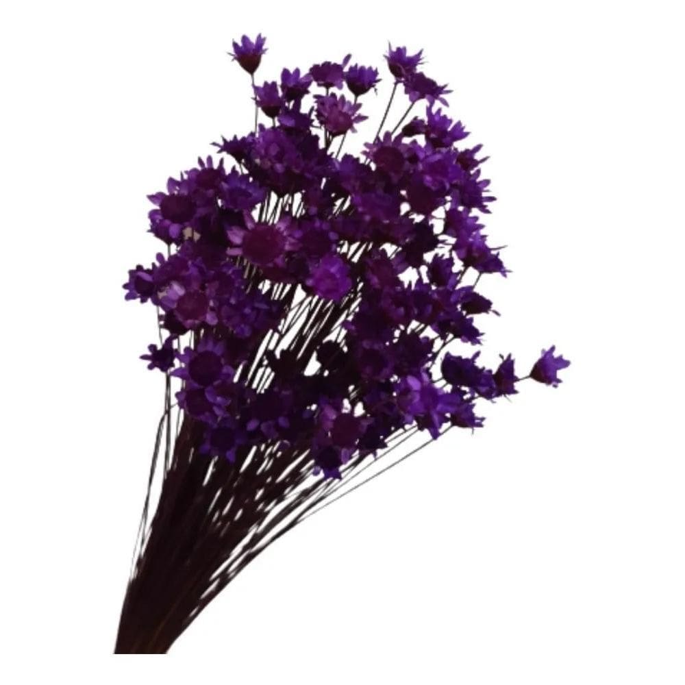 Flores Sempre Viva 500 Hastes Cor Roxa Desidratada Decoração