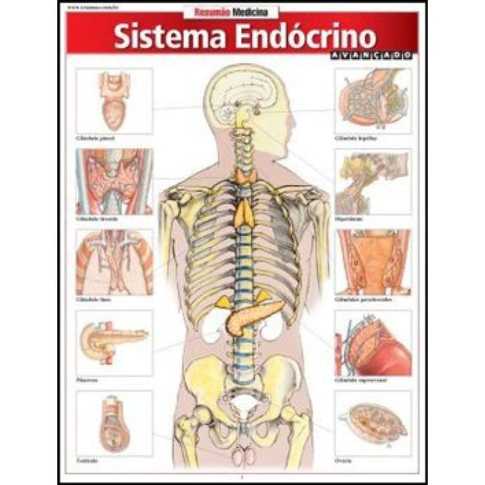 Sistema Endócrino Avançado