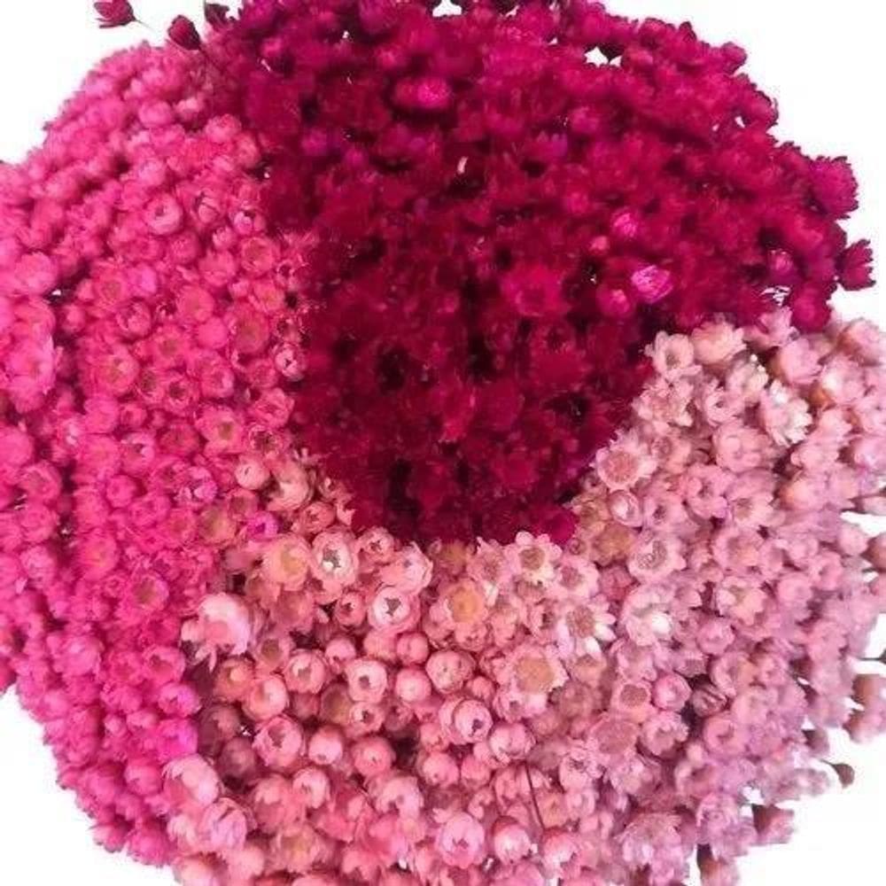 10X 3 Sempre Vivas Florzinha Tons De Rosa I Flores Desidrat