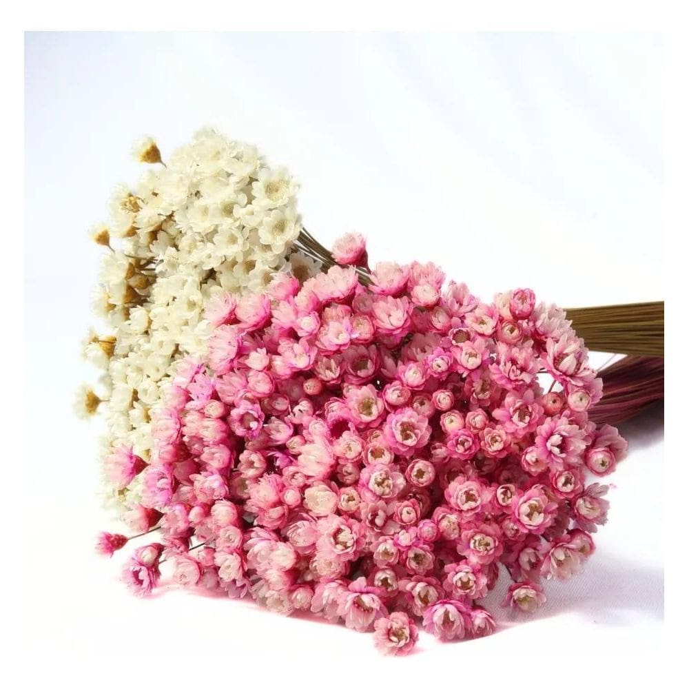 10X 2 Sempre Vivas Florzinha Rosa E Branca Flores Desidrata