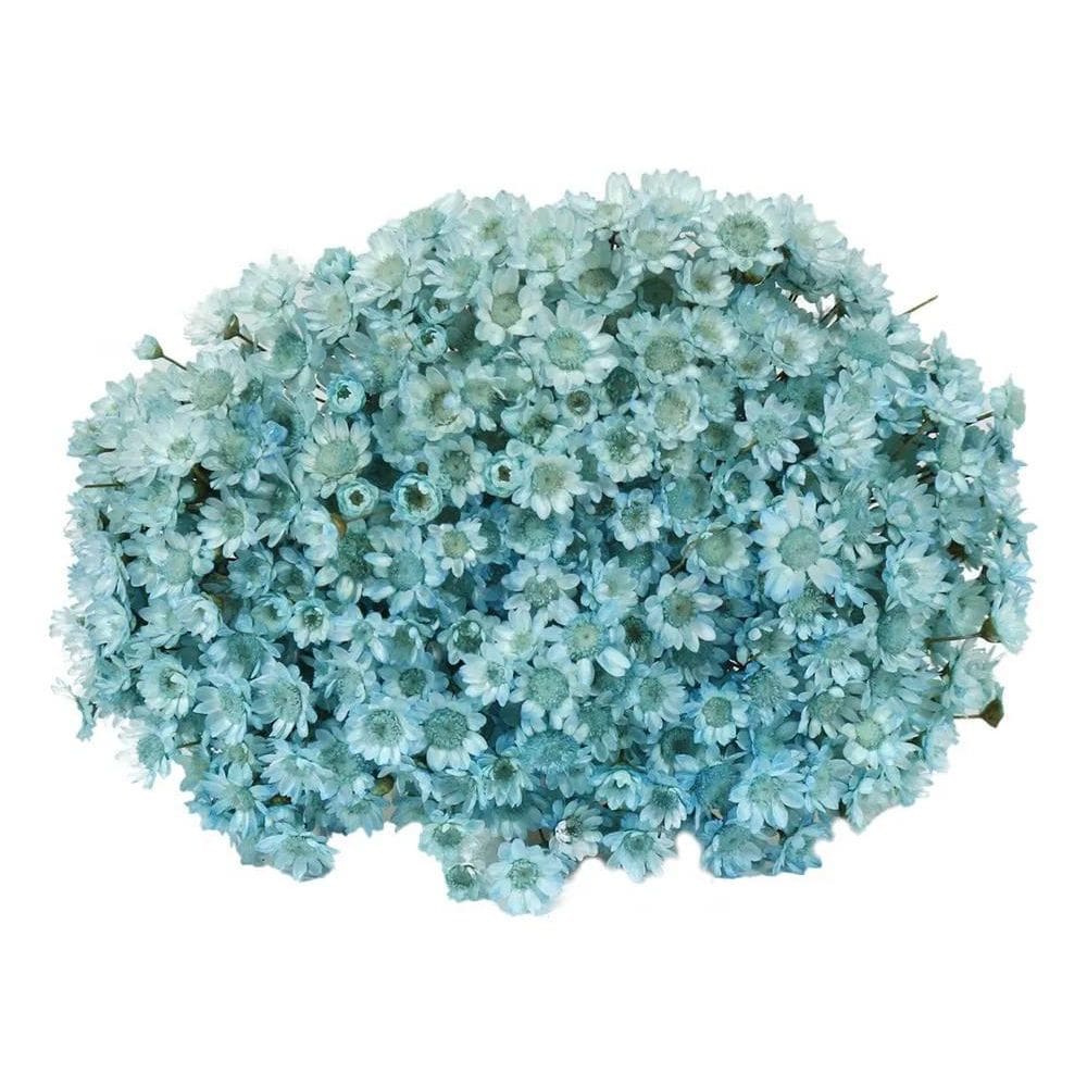 10X Sempre Florzinha Viva Azul Bebê Flores Desidratadas