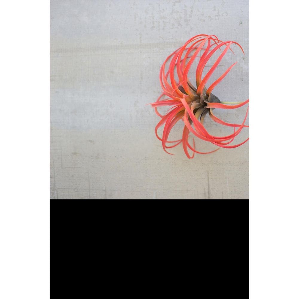 Flocking Airplant Vermelho 30x25x30 cm KALALOU