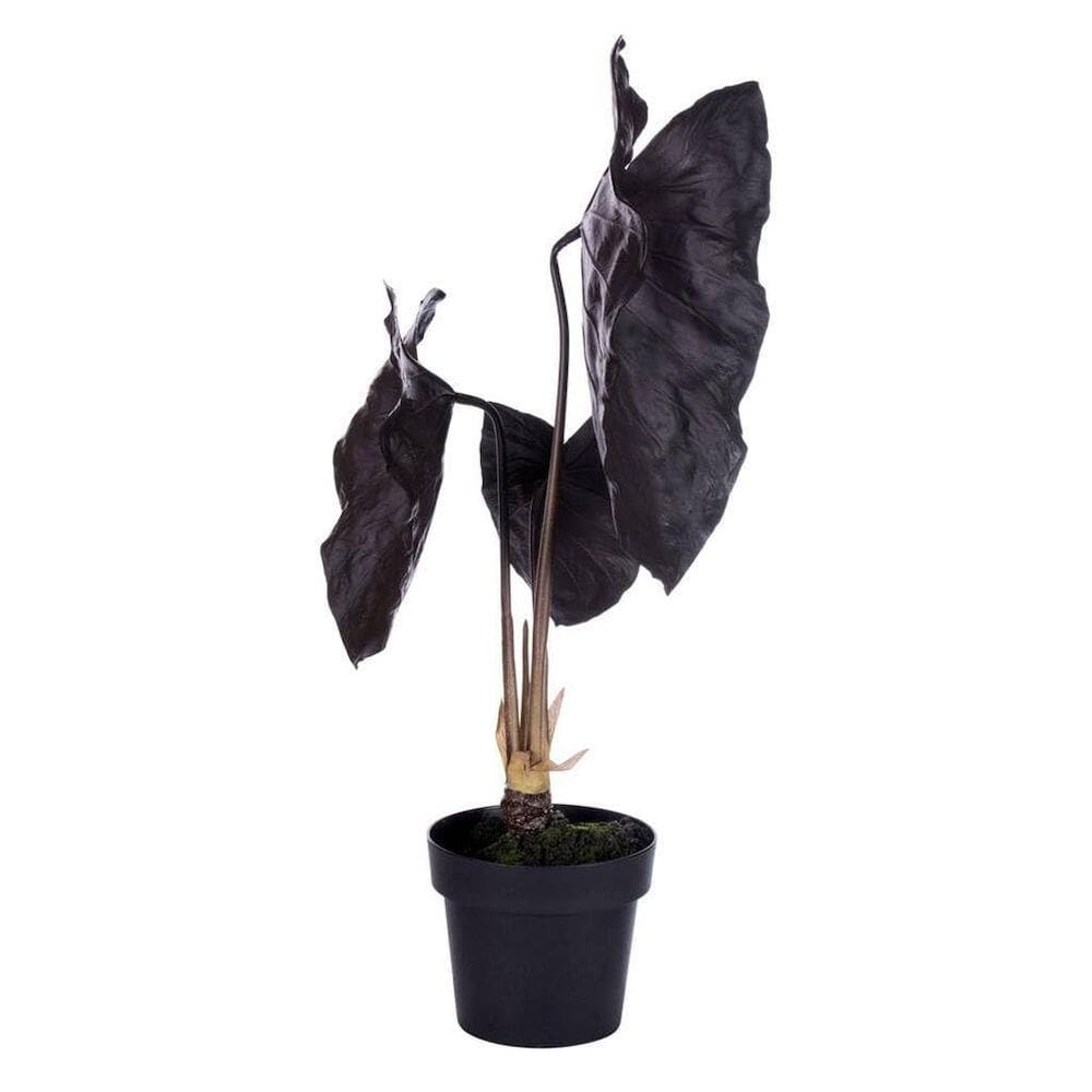 Planta de magia negra artificial Alocasia Vickerman 71x43 cm
