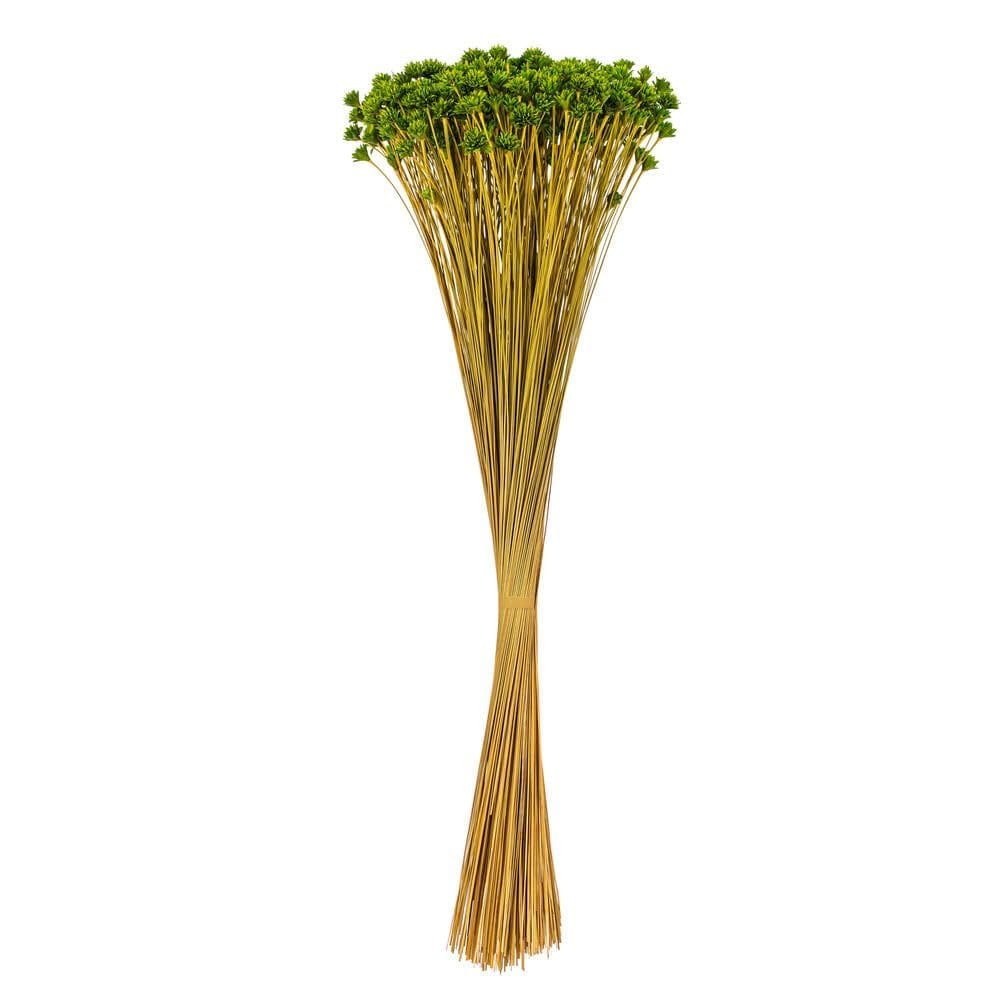 Cacho de flores de manjericão seco Vickerman 36 cm 454 g