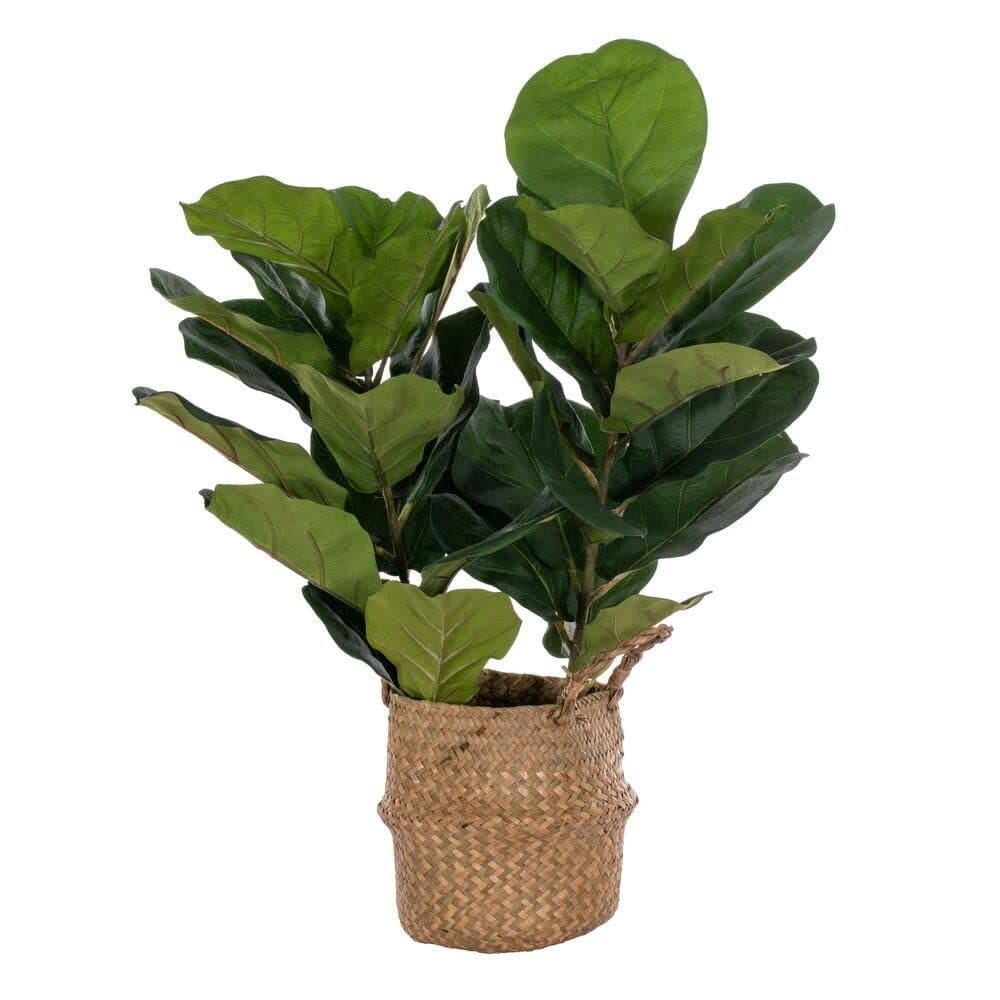 Planta artificial Vickerman Fiddle Leaf 79 cm em cesta