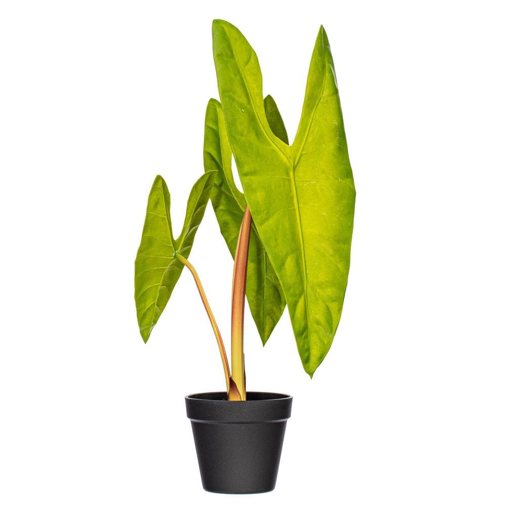 Vaso artificial de 51x23 cm para plantas Alocasia Aequiloba Vickerman