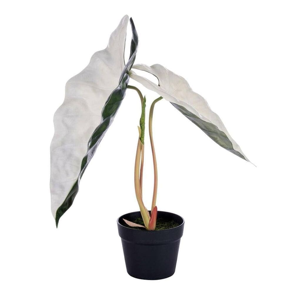Planta artificial de Alocasia Sanderiana Vickerman 66x38 cm