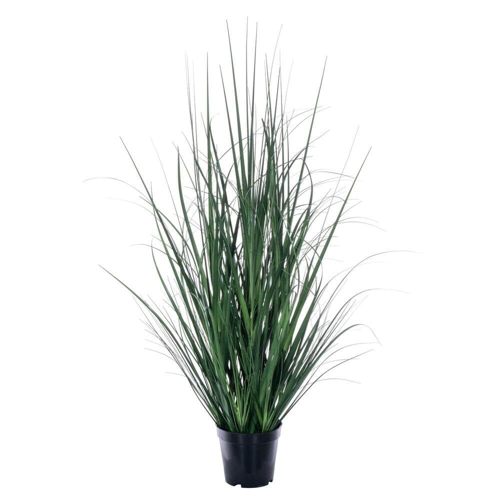 Planta en maceta Vickerman TN251536 Hierba de limón 91 cm Verde