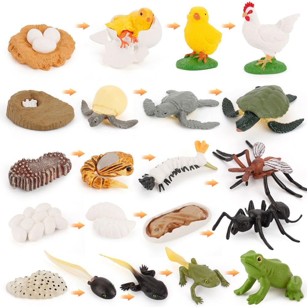Conjunto de estatuetas Animal Life Cycle, 12 peças, modelos de PVC, brinquedos infantis