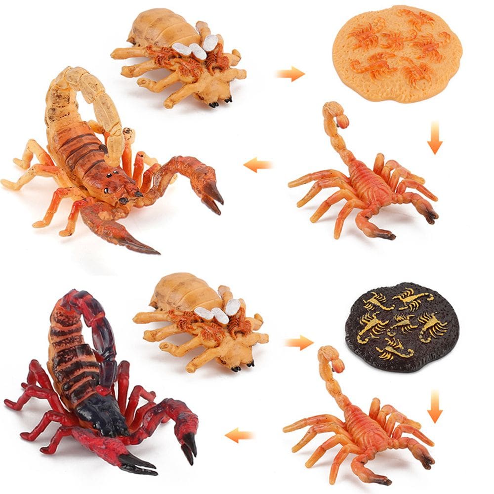 Conjunto de brinquedos, estatuetas de ciclo de crescimento de escorpião, 8 unidades para crianças, PVC