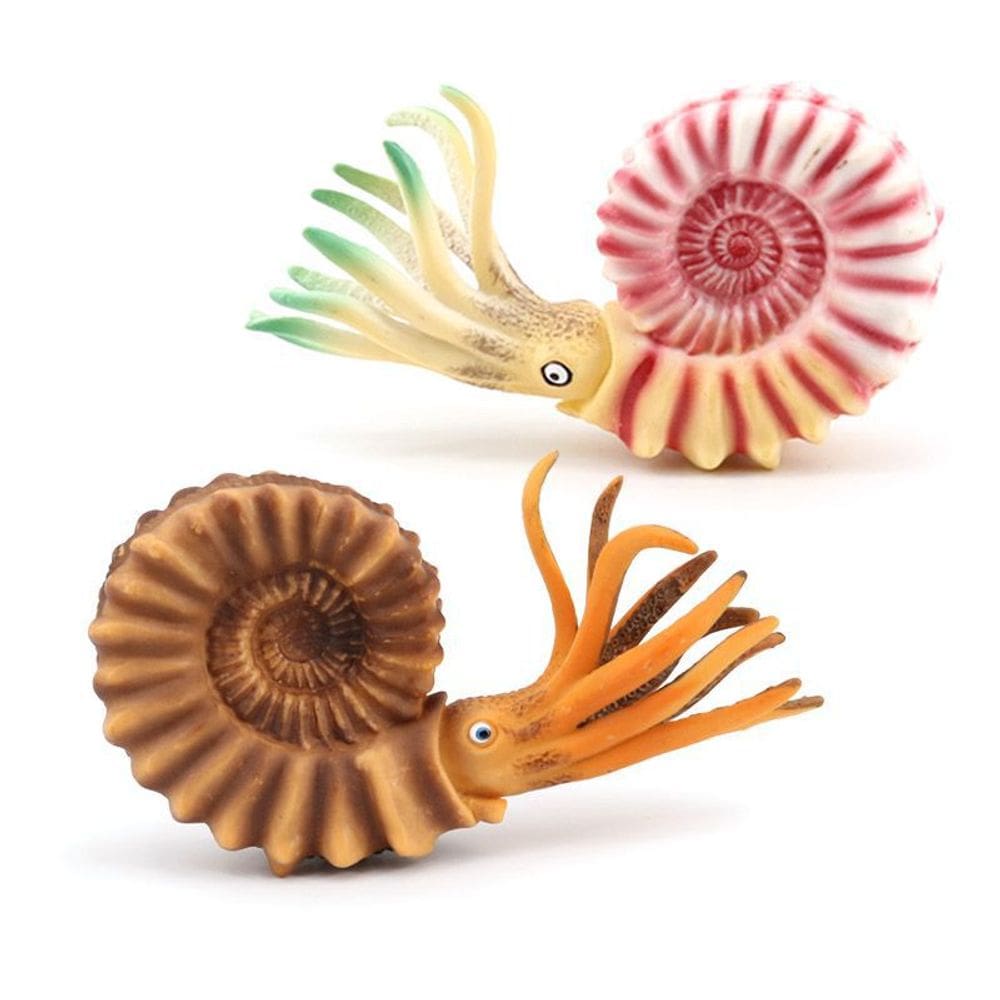 Figuras de amonite, 2 peças de concha colorida realista de Nautilus