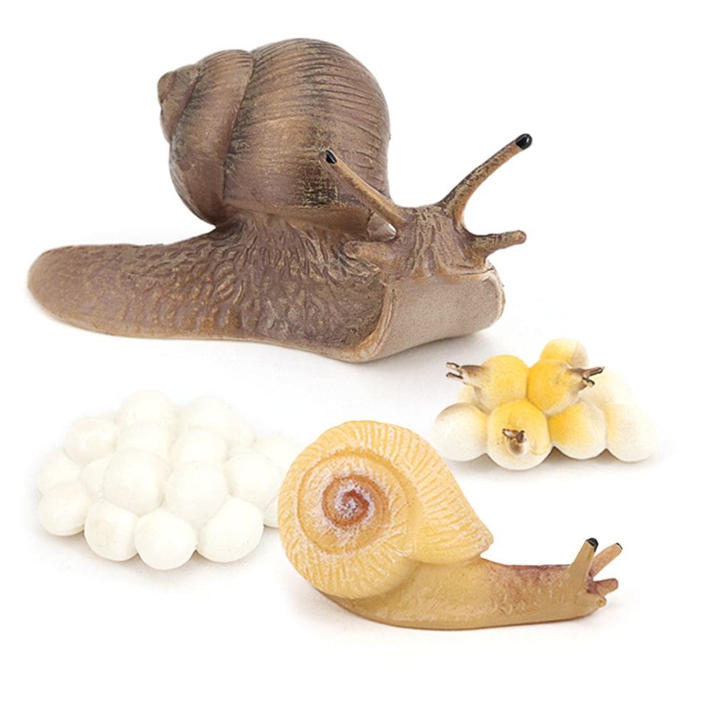 Conjunto de estatuetas Realistic Snail Life Cycle, 4 peças de brinquedo infantil de PVC