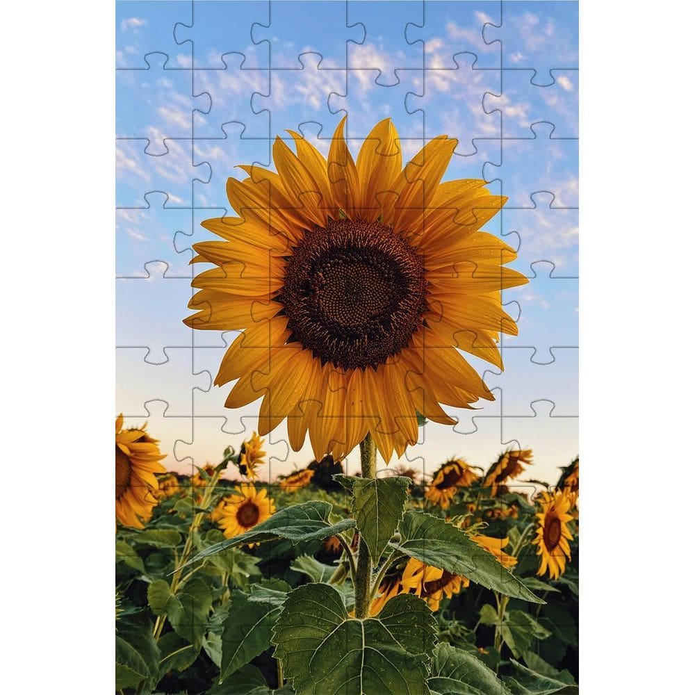 Kit 3 Quebra-Cabeças Girassóis De 60 Peças