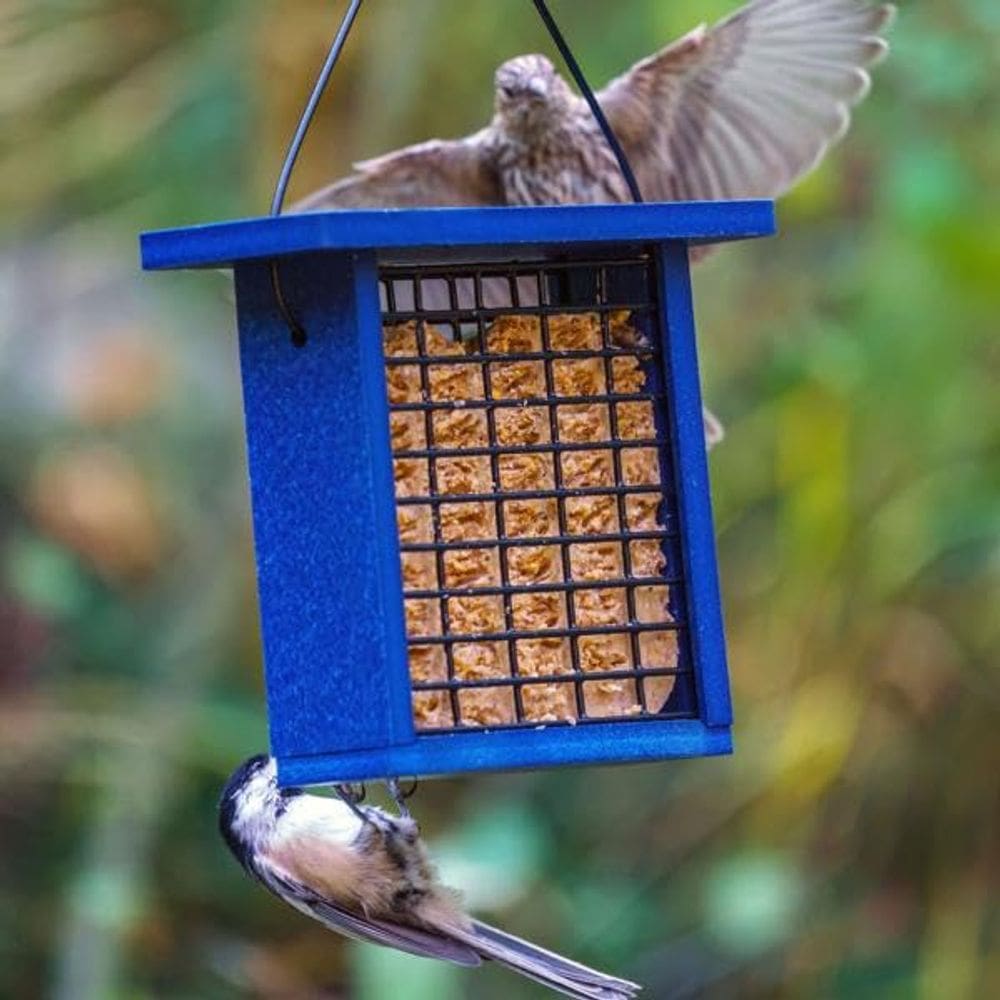 Comedero para Aves de Suet de Plástico Reciclado Birds Choice Azul