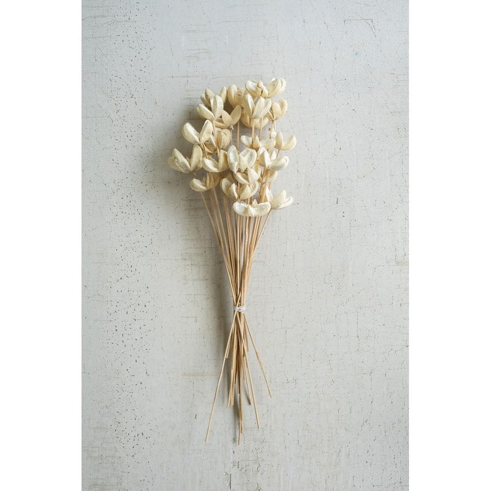 Pacote de 24 flores de bala branqueadas KALALOU em caules de 74 cm