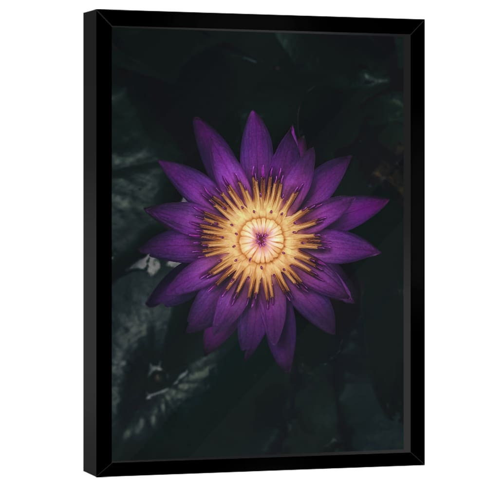 Quadro Decorativo Flor Nymphaea Caerulea