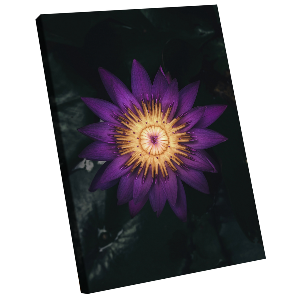 Quadro Decorativo Flor Nymphaea Caerulea