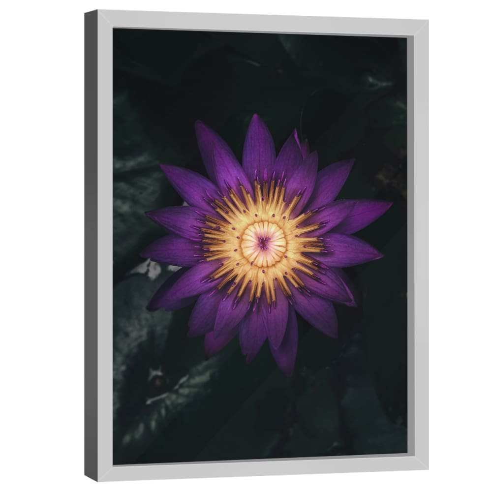 Quadro Decorativo Flor Nymphaea Caerulea