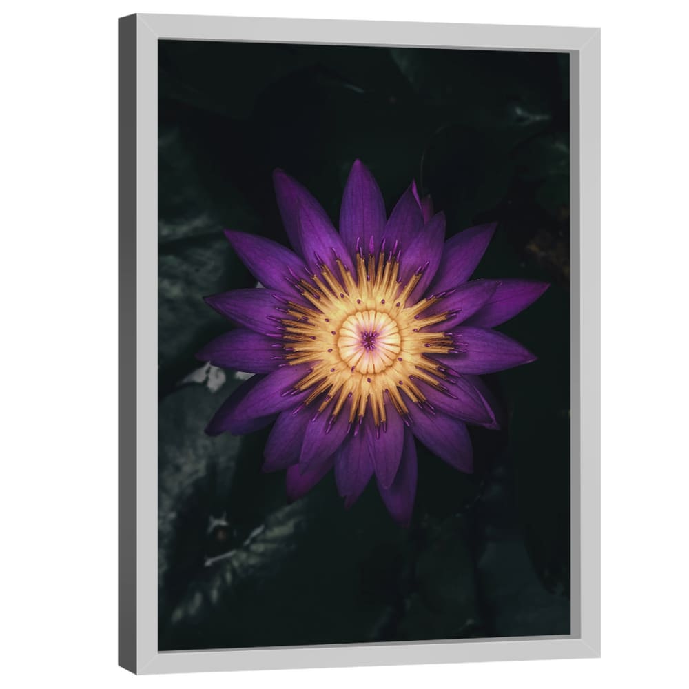 Quadro Decorativo Flor Nymphaea Caerulea