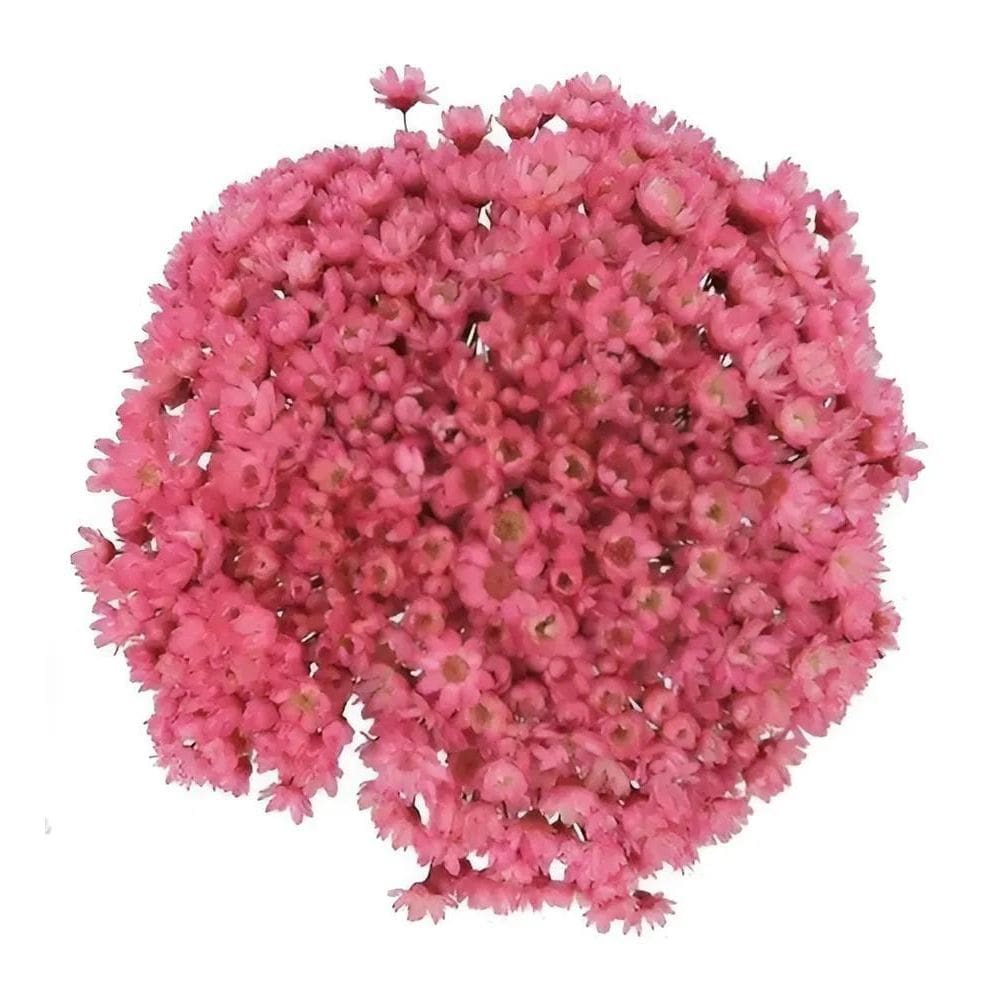 2X Sempre Viva Florzinha Rosa Chiclete I Flores Desidratad