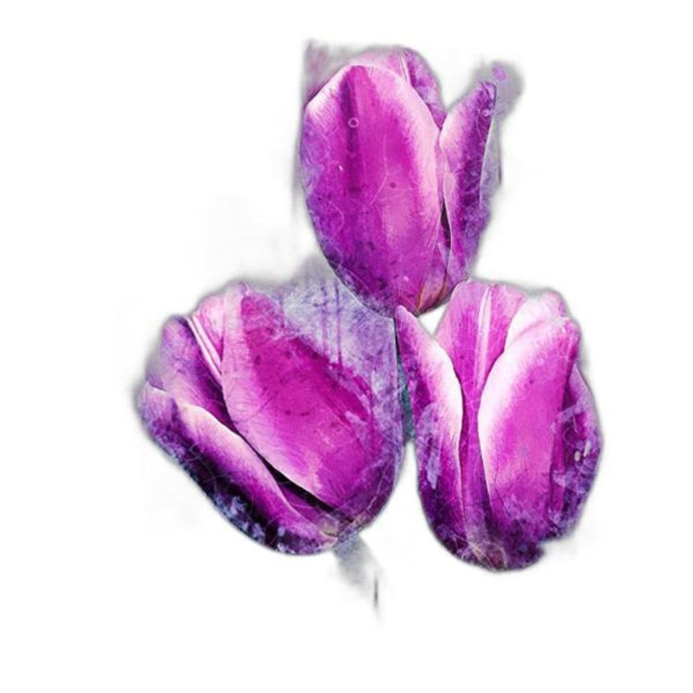 Quadro Decorativo Canvas Tulipas Rosas Midiapoparte 80x80