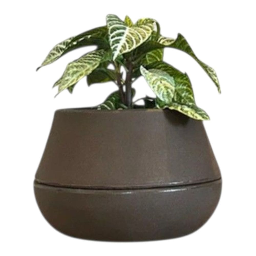 Vaso Inteligente Brota Cuia P Autoirrigável Decoração Planta