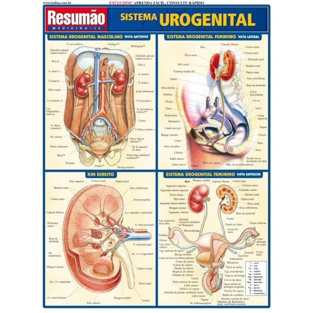 Sistema Urogenital
