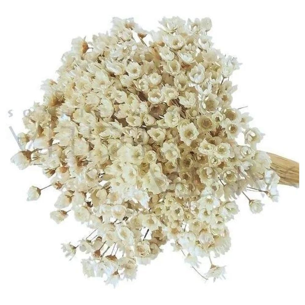 Florzinha Seca Mini Cor Branca 600 Uni - Sempre Viva Variado