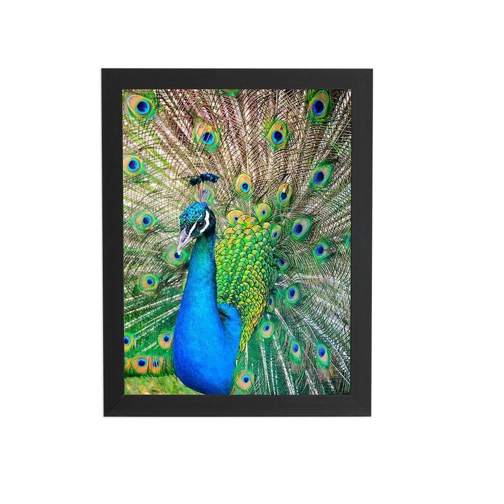 Pavão Ave Animais Natureza Quadro Moldura Preta 60X40Cm