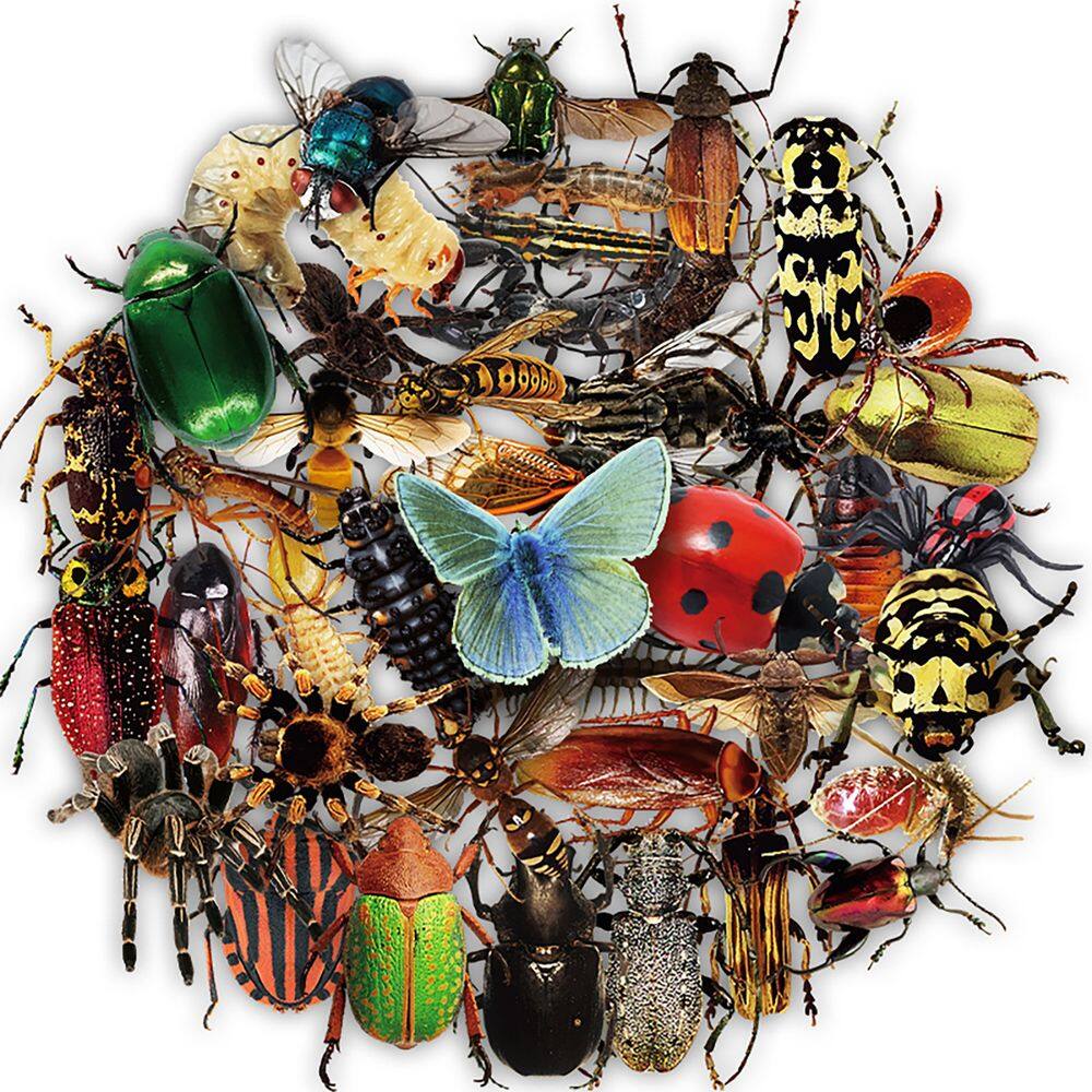 Pacote de adesivos Realistic Insect, 50 unidades de vinil transparente