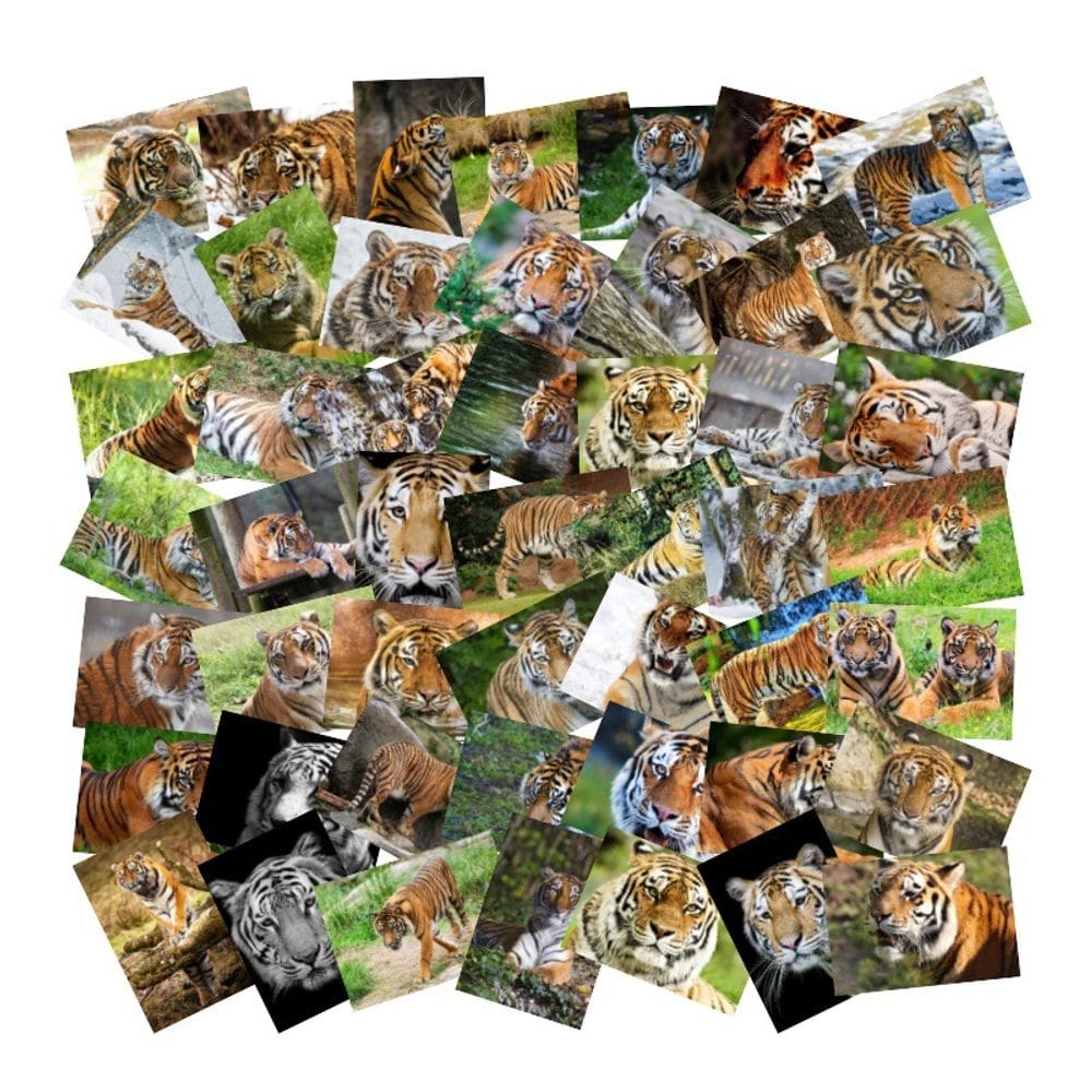 Pacote de adesivos, coleção com tema de tigre, 50 unidades de animais selvagens realistas