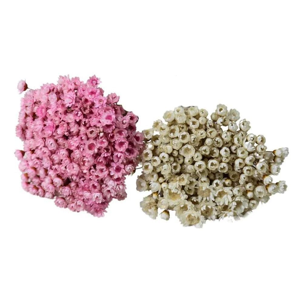 2X 2 Sempre Vivas Florzinha Rosa E Branca Flores Desidratada