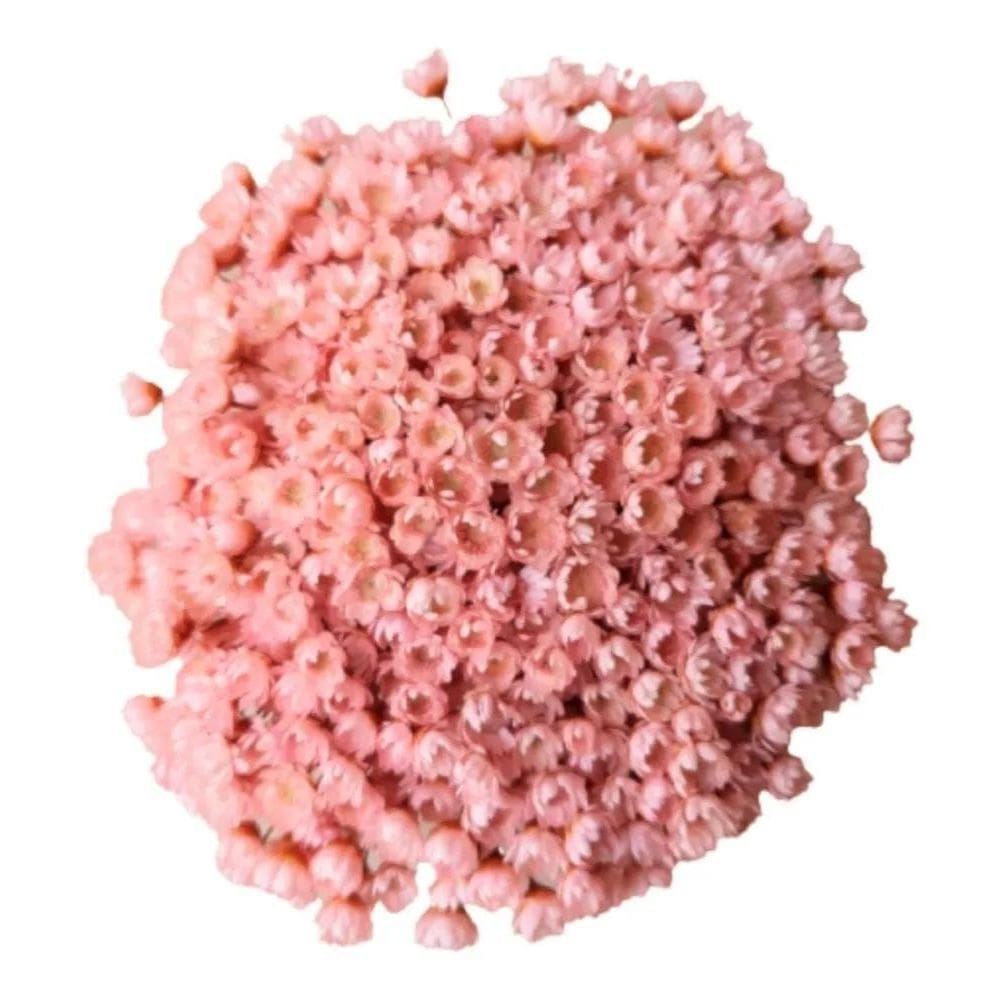 2X Flores Sempre Viva 500 Un. Rosa Claro Decoração Lembranci