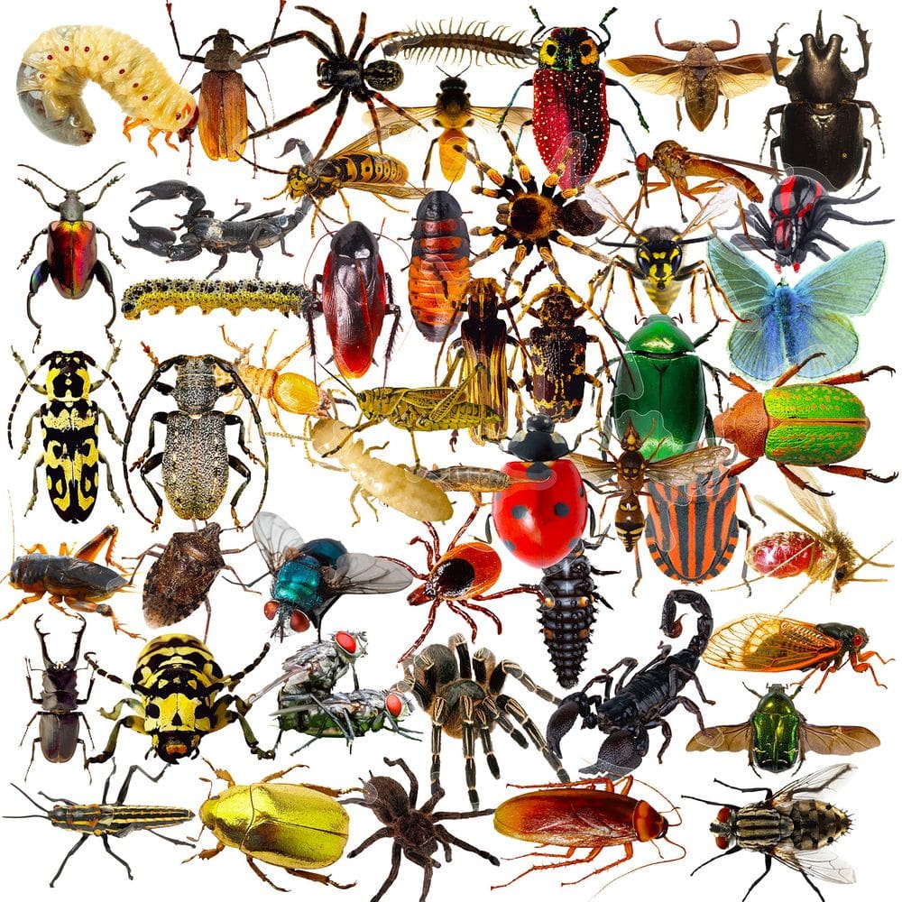 Adesivos 50 unidades/lote de insetos, vinil impermeável, adesivos de anime D