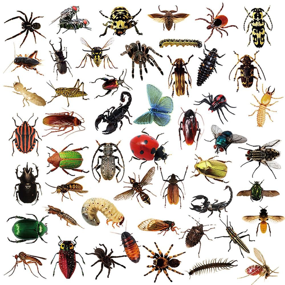 Adesivos: 50 unidades/lote, insetos, borboletas, aranhas