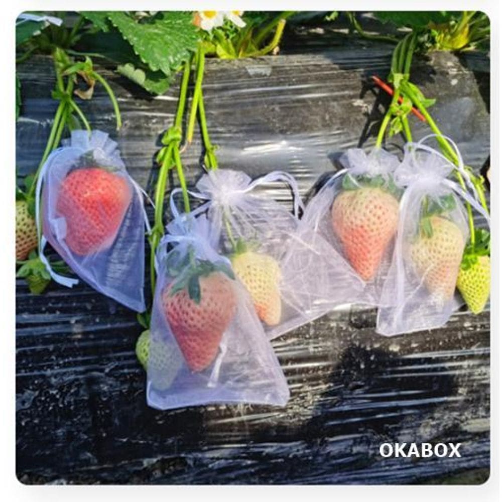 100 Saquinho Organza Protegue Fruta No Pé 10X15Cm Ecologica