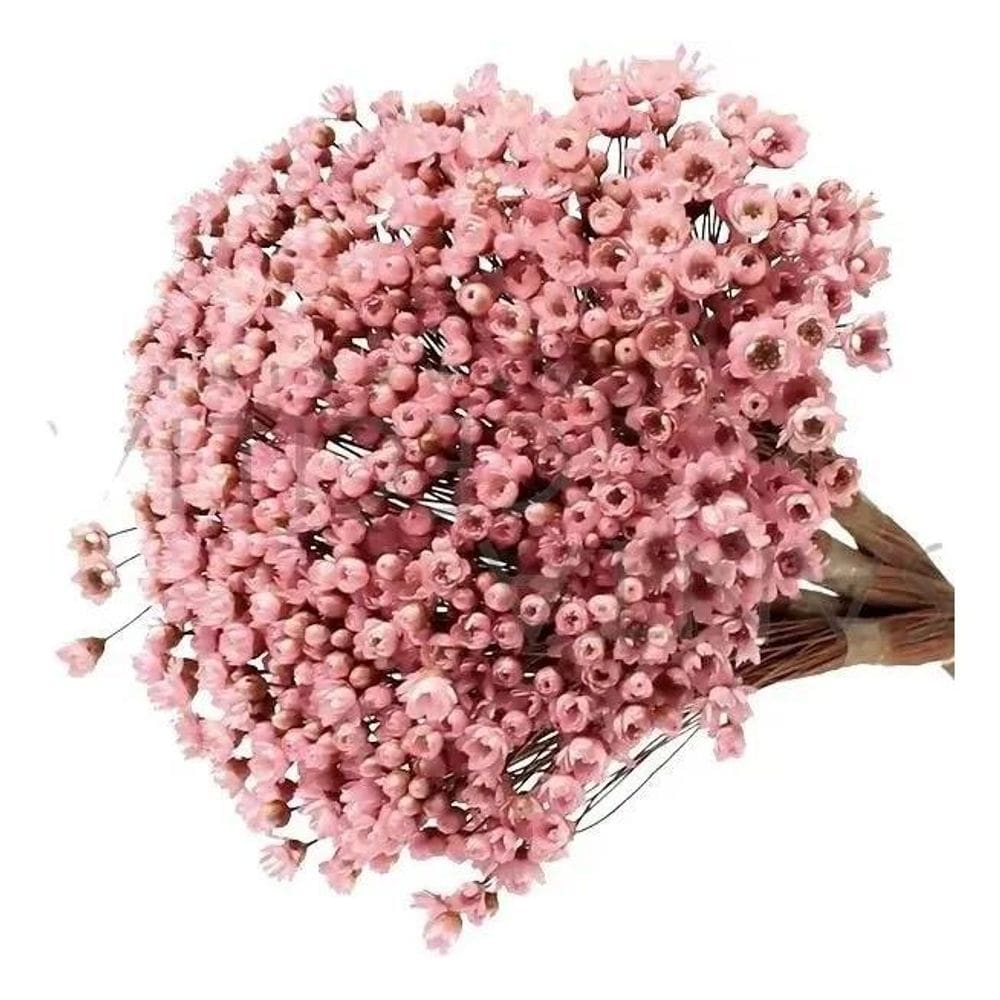 2X Sempre Viva Florzinha Cor De Rosa I Flores Desidratadas