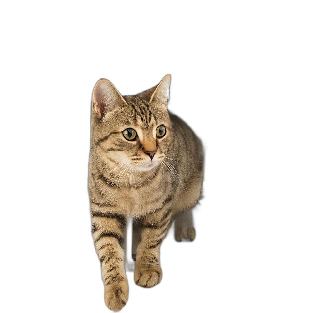 Caixa Transporte Plástica Nº2 48X31X30Cm Pet