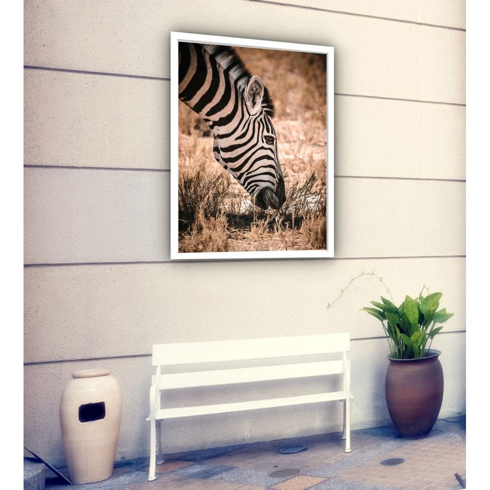 Quadro Decorativo Zebra Comendo Fotografia - 70X50Cm